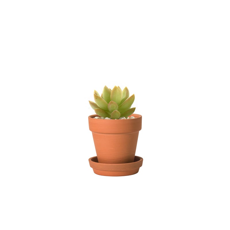 D'vine Dev Pack of 18 Terracotta Pots with Saucers, 3 Inches Terra Cotta Pots with Tray, Clay Pots for Plants & Succulents, Terracotta, 588-A-1-3 - Image 2